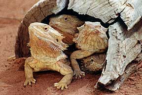 Alice Springs Reptile Centre - Attractions Perth 0
