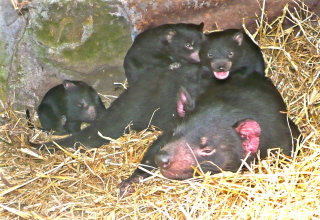 East Coast Natureworld - Attractions Perth 0