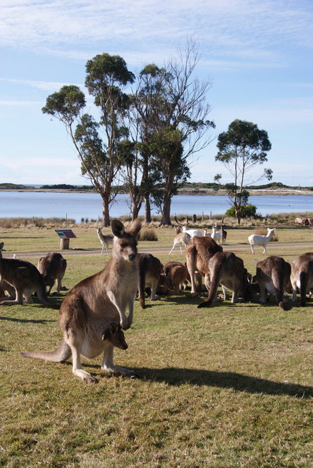 East Coast Natureworld - Attractions Perth 1