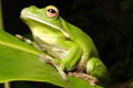 The Rainforest Habitat - Attractions Perth 0