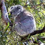 Koala Conservation Centre - Attractions Perth 0