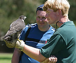 Great Oak Holdings Pty Ltd - Attractions Perth 1