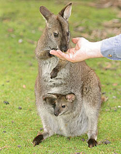 Great Oak Holdings Pty Ltd - Attractions Perth 3
