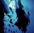 Scuba World - Attractions Perth