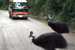 Kookaburra Tours - Attractions Perth 0