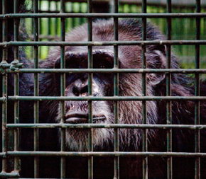 Rockhampton Zoo - Attractions Perth 0