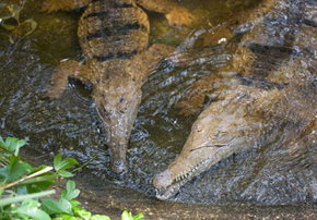 Rockhampton Zoo - Attractions Perth 1