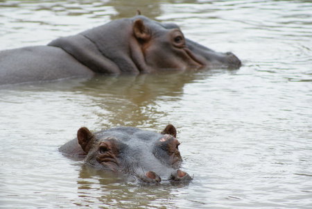 Cairns Wildlife Safari Reserve - Attractions Perth 2