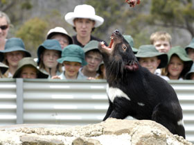 Tasmania Zoo - Attractions Perth 0