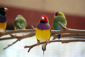 Kyabram Fauna Park - Attractions Perth 1