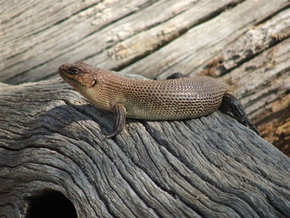 Kyabram Fauna Park - Attractions Perth 2