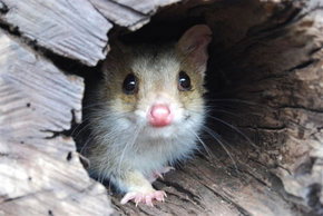 Kyabram Fauna Park - Attractions Perth 3