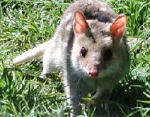 Victor Harbor SA Attractions Perth