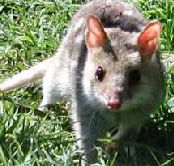 Urimbirra Wildlife Park - Attractions Perth