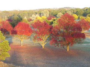 Balloon Adventures Barossa Valley - Attractions Perth 3