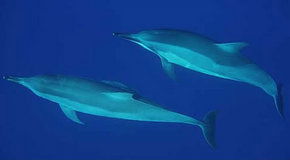 Dolphcom - Dolphin & Whale Swimming Adventures - Attractions Perth 3