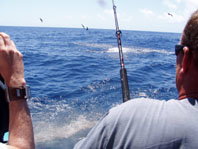 Downunder Charters - Attractions Perth 3