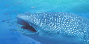 Ningaloo Blue Dive - Attractions Perth 1