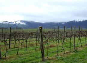 Kinloch Wines - Attractions Perth