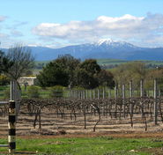 Buller View Wines - Attractions Perth