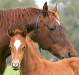 Blue Gum Farm - Attractions Perth