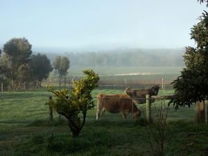 Lion Mill Vineyards - Attractions Perth 2