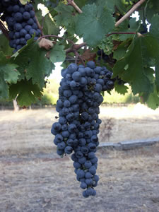 Lion Mill Vineyards - Attractions Perth 3