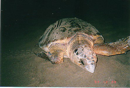 Footprints Adventures - Attractions Perth 0