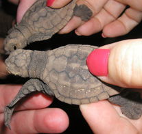 Footprints Adventures - Attractions Perth 1