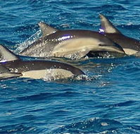 Dolphin Swim Australia - Attractions Perth