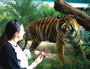 Crocodylus Park - Attractions Perth 1