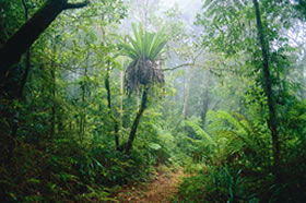 Ferny Glen QLD Attractions Perth
