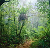 Lamington National Park and OReillys - Attractions Perth