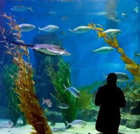 Melbourne Aquarium - Attractions Perth