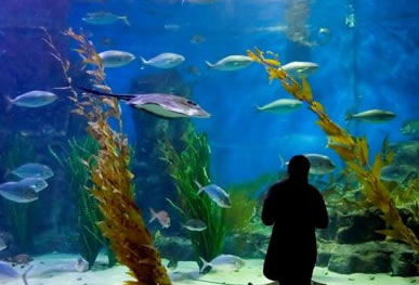 Melbourne Aquarium - Attractions Perth 0