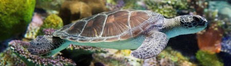 Melbourne Aquarium - Attractions Perth 1