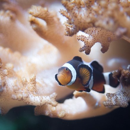 Melbourne Aquarium - Attractions Perth 2