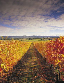 Melbourne And Surrounds VIC Attractions Perth