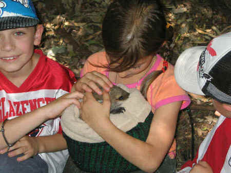 Koala Park Sanctuary - Attractions Perth 3