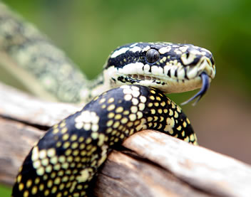 Reptile Encounters - Attractions Perth 0