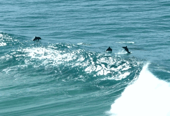 Beach Trekkers North Stradbroke Island - Attractions Perth 2