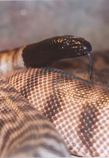 Armadale Reptile & Wildlife Centre - Attractions Perth 4