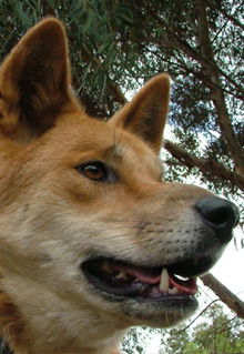 Armadale Reptile & Wildlife Centre - Attractions Perth 5