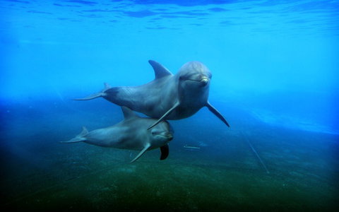 Dolphin Marine Magic - Attractions Perth 4