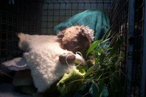 Jirrahlinga Koala & Wildlife Sanctuary - Attractions Perth 3