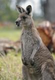 Jirrahlinga Koala & Wildlife Sanctuary - Attractions Perth 4