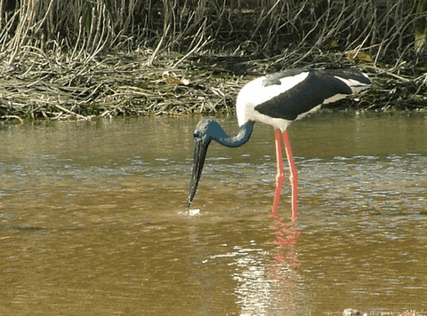 Bruce Belchers Daintree River Cruise - Attractions Perth 2