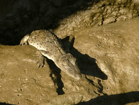 Bruce Belchers Daintree River Cruise - Attractions Perth 3