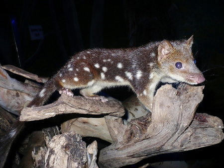 East Coast Natureworld - Attractions Perth 5