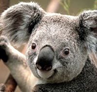 Potoroo Palace - Attractions Perth